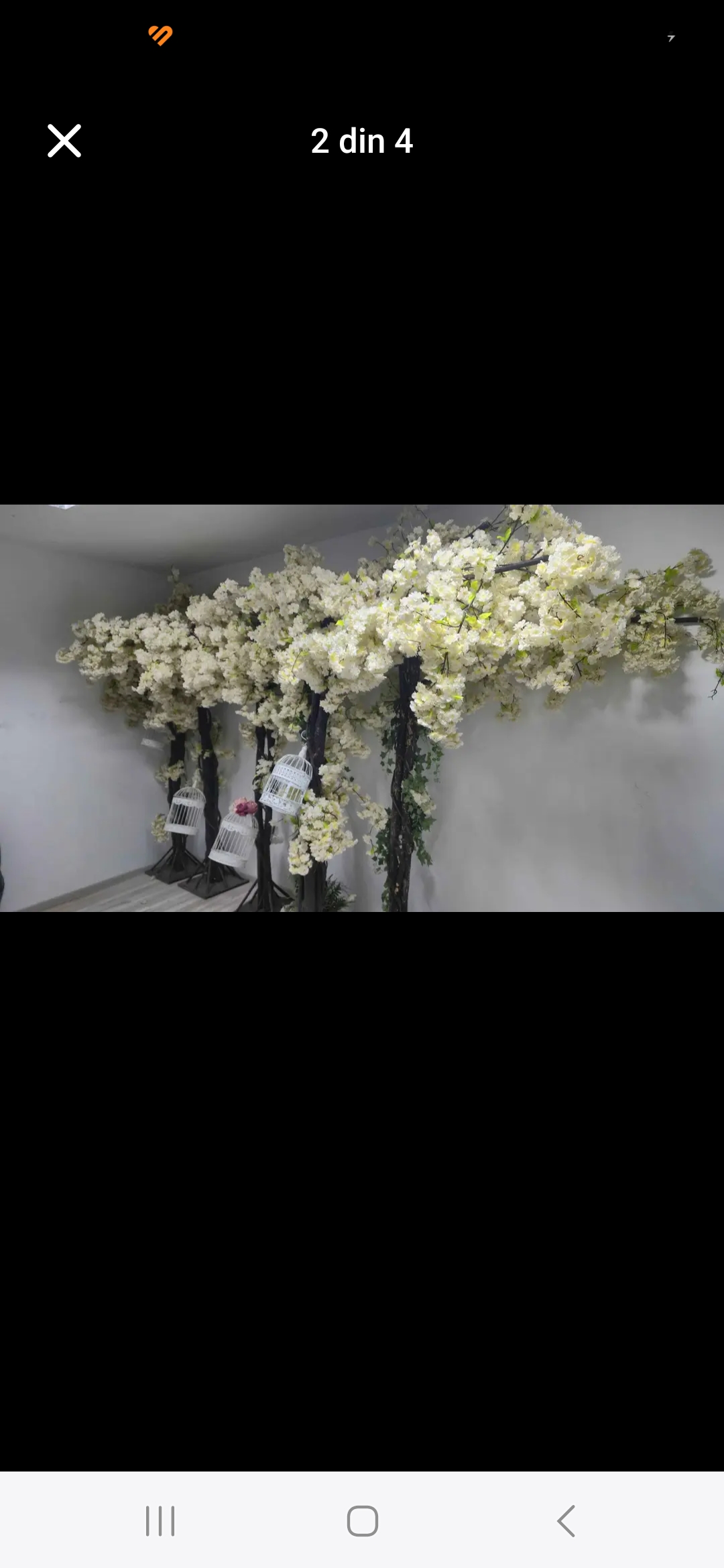 Copaci, plante decorative